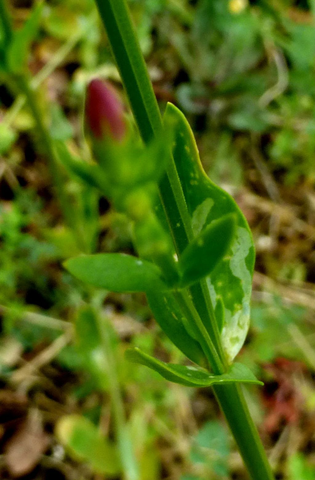 Centaurium erythraea sulla Palmaria